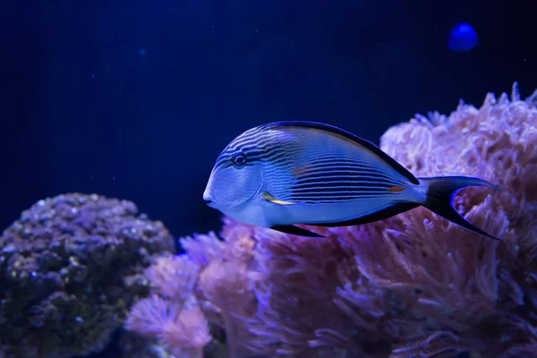 Blauer Dankeschön Fisch Schwimmt Dunklen Wasser — Stockfoto