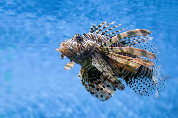 Lionfish Aquarium Voor Toerisme Concept Van Mariene Fauna — Stockfoto