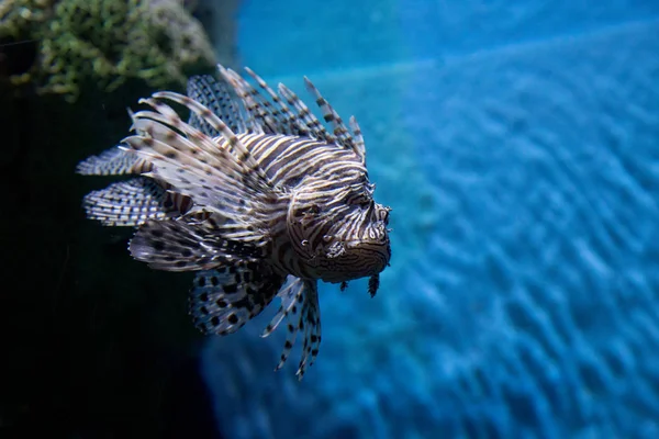 Lionfish Aquarium Voor Toerisme Concept Van Mariene Fauna — Stockfoto