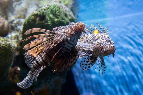 Feuerfische Aquarium Für Den Tourismus Konzept Für Meereslebewesen — Stockfoto