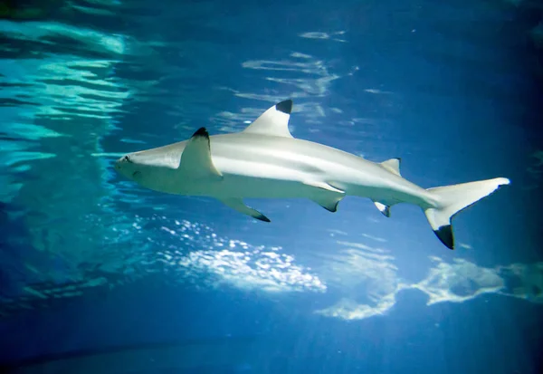 Baby Shark Pictures Baby Shark Stock Photos Images Depositphotos