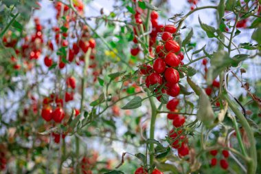 Tarım alanında ağaçta taze domates kadar kapatın