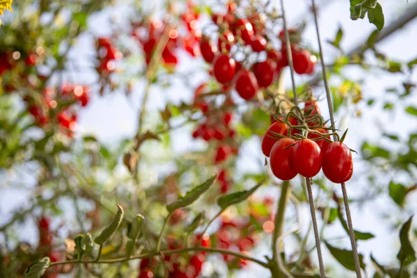 fresh tomato on tree in agriculture field