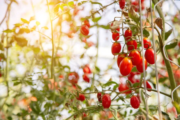 Tomate Fresco Árbol Agricultura Campo Hídofónico — Foto de Stock