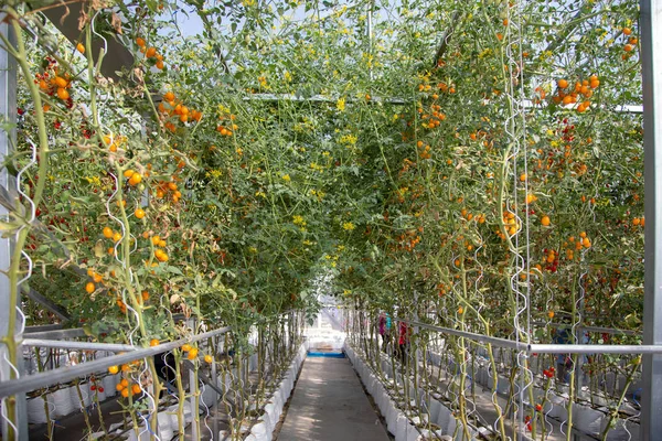 modern agriculture field with hydrophonic in close farming