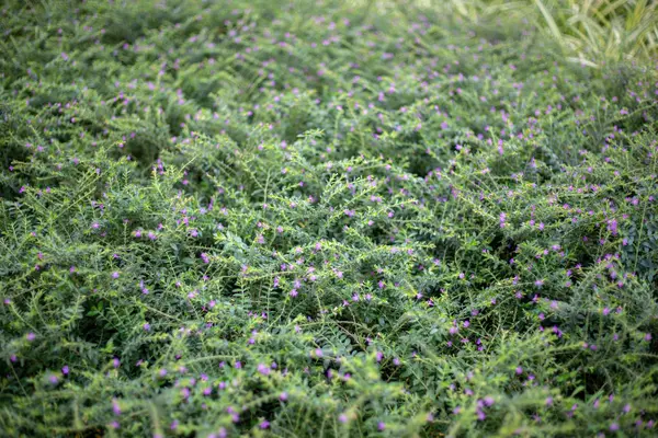 Yaprak Yeşil Mor Çiçek Arka Plan Bahar Sezonu Için Beuaty — Stok fotoğraf