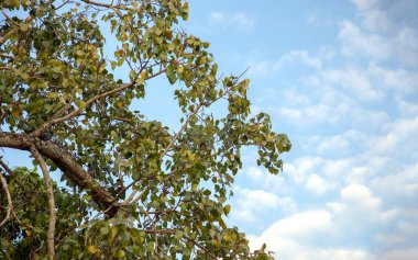 doğada gökyüzü güzelliği dev ağaç