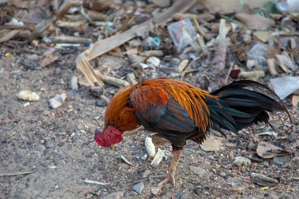 Colorida pluma tailandesa pollo carrera caminando —  Fotos de Stock