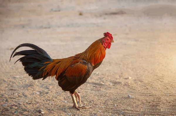 Colorida pluma tailandesa pollo carrera caminando — Foto de Stock