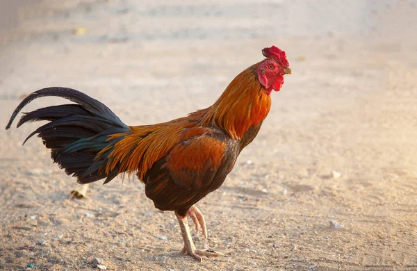 五颜六色的羽毛泰国鸡比赛步行 — 图库照片