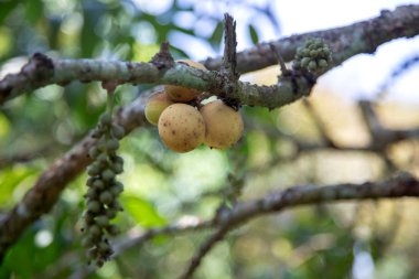 ağaç dalı üzerinde longkong vitamini meyve