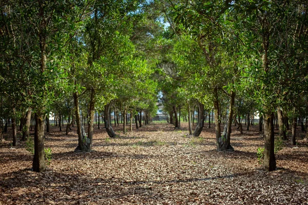 Mooie natuurlijke lanscape boom lijn boog Public — Stockfoto