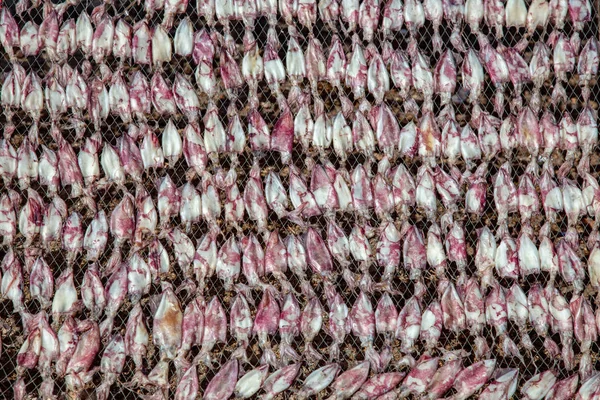 Conservar el baño de sol de secado de calamares crudos en la costa neta —  Fotos de Stock