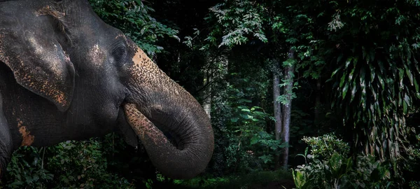head of elephant in jungle. elephant mammal wildlife go to asian forest nature (with Banner size)