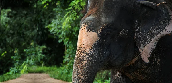 head of elephant in jungle. Elephant is biggest mammal is wildlife animal want go to real forest