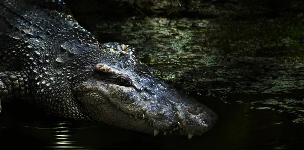 Veszélyes Aligátor Fej Sötét Mocsárban Krokodil Aligátor Hüllő Állat Hogy — Stock Fotó