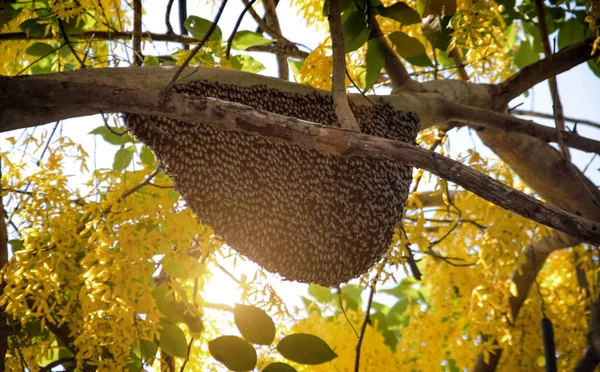 Big Honey Comb Bee Hanging Yellow Tree Morning Nature — Stock Photo, Image
