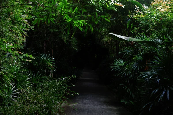 Cement Gångväg Till Mörk Skog För Natur Mystik — Stockfoto