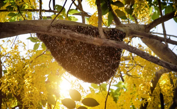 Grande Abeille Peigne Miel Accroché Arbre Jaune Dans Nature Matin — Photo