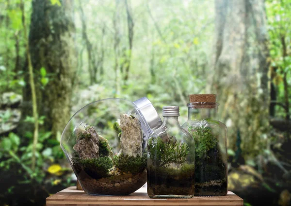 Mini Yeşil Bahçe Bahçesi Yağmur Ormanı Taze Doğa Kutuda Topladığımız — Stok fotoğraf