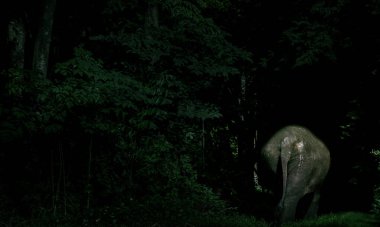 Karanlık bir gecede ormanda yürüyen Asya fili büyük hayvan