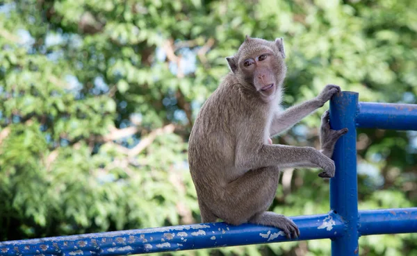 繁殖期の公立動物園でのセクシーな行動で国内猿 — ストック写真