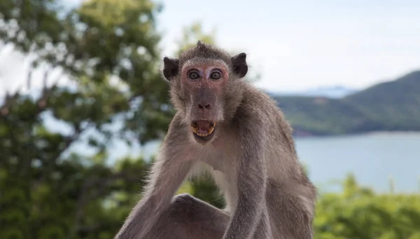 国内のアジア猿が山の上で衝撃的な行動を — ストック写真