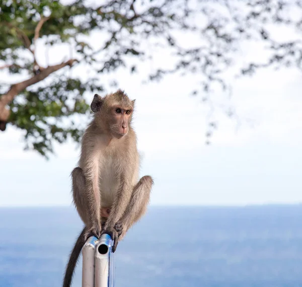 国内のアジア猿が山の上で衝撃的な行動を — ストック写真