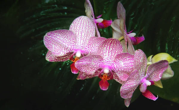 Karanlık Yağmur Ormanlarında Pembe Orkide Çiçeğini Kapat — Stok fotoğraf