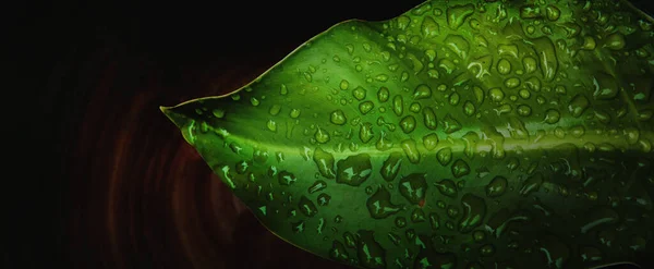 Close Water Drop Big Leaf Banner Size — Stock Photo, Image