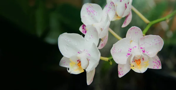 Cerca Encima Flor Orquídea Jardín Con Tamaño Bandera — Foto de Stock