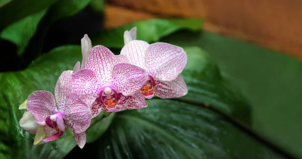 Cerca Encima Flor Rosada Orquídea Jardín Con Tamaño Bandera — Foto de Stock