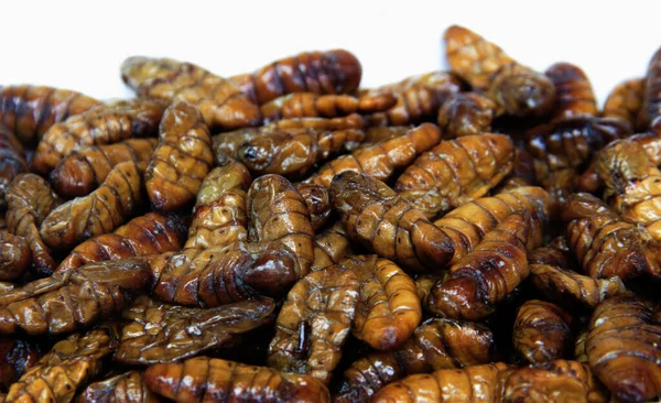 close up fried silk bug worm to protine snack food on white backgrond