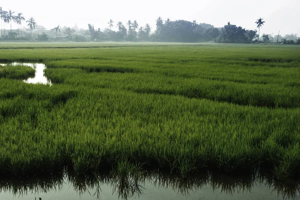 Landscape Rice Field Raining Harvest Season — Stock Photo, Image