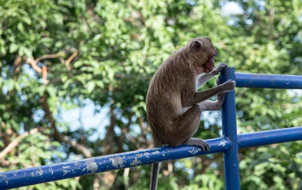 Eenzame Huiselijke Aziatische Aap Openbare Dierentuin — Stockfoto