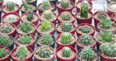 Ev içi kaktüs ağacı bahçesinden kendinize bakabilirsiniz.