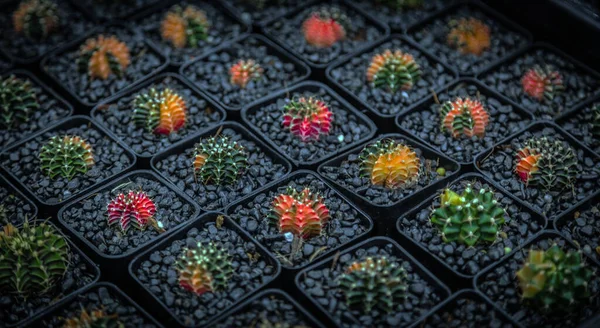 Jardin Intérieur Cactus Coloré Avec Pierre Noire Pour Fond Nature — Photo