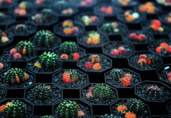 Jardin Intérieur Cactus Coloré Avec Pierre Noire Pour Fond Nature — Photo