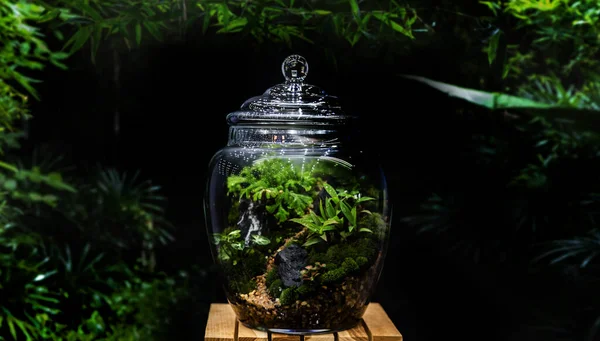 Çevre Hobisinde Cam Şişe Serasında Yeşil Bahçe Koleksiyonu Gizli Bahçe — Stok fotoğraf