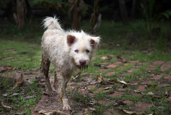 Cão Vadio Sujo Andando Rua Após Chuva Cuidados Saúde Animal — Fotografia de Stock