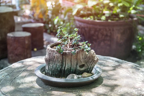 Decoração Jardim Livre Com Bonsai Árvore Velho Vaso Madeira Conceito — Fotografia de Stock