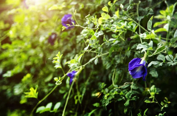 Motýl Hrášek Nebo Blue Pea Květiny Volání Anchan Květ Asijské — Stock fotografie