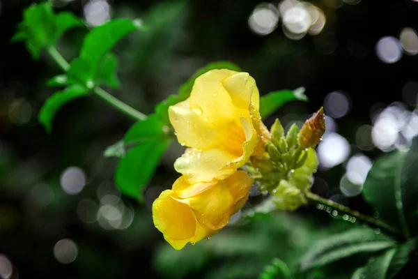 Zbliżyć Żółty Kwiat Dzikim Parku Deszczu — Zdjęcie stockowe