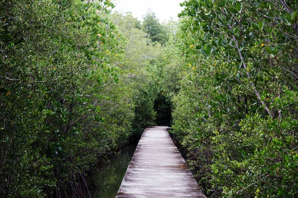 Passarela Floresta Manguezais Parque Natural Público Tailândia — Fotografia de Stock