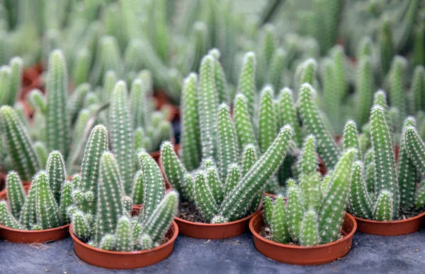Kwekerij Cactus Boom Indoor Tuin Kan Het Zelf Doen — Stockfoto