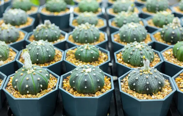 Pépinière Cactus Arbre Jardin Intérieur Peut Faire Pour Vous Même — Photo