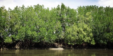 Okyanus kıyısında uzun kök ağacı ve panorama pankart boyutunda gölet