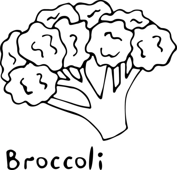 Doodle tarzında bir brokolinin vektör illüstrasyonu, "Brokoli" yazılı beyaz arkaplan üzerine elle çizilmiş siyah bir taslak. Kağıt, tekstil, kumaş, kitap, kağıt duvar kağıdı için kullanılabilir — Stok Vektör