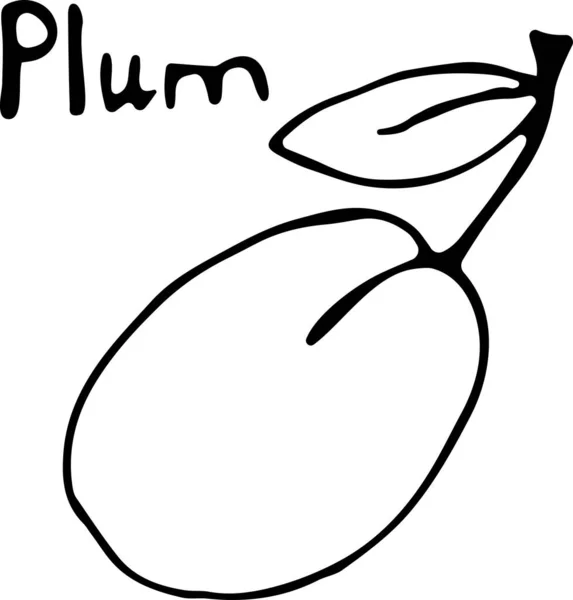 Doodle tarzında bir eriğin vektör çizimi, beyaz arkaplanda elle çizilmiş siyah çizilmiş "Plum" yazısı. Kumaş, tekstil, kağıt, kitap, duvar kağıdı için kullanılabilir — Stok Vektör