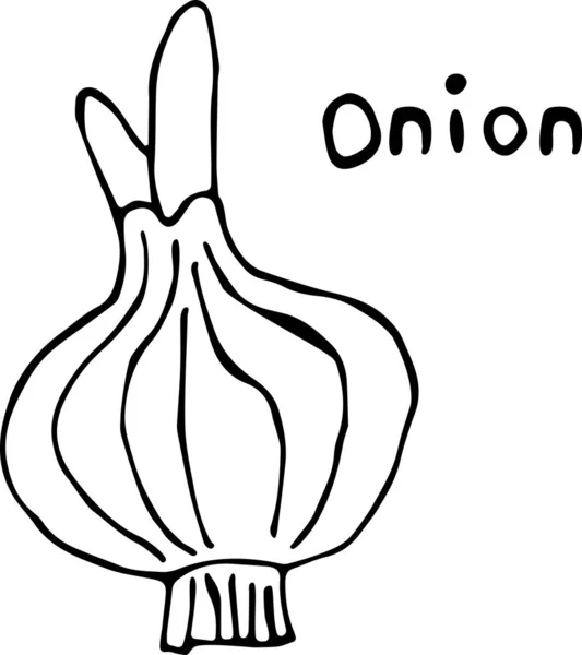 Vektorillustration einer Zwiebel im Doodle-Stil, handgezeichneter schwarzer Umriss auf weißem Hintergrund mit dem Text "Onion". Verwendbar für Papier, Textilien, Stoffe, Bücher, Papier — Stockvektor